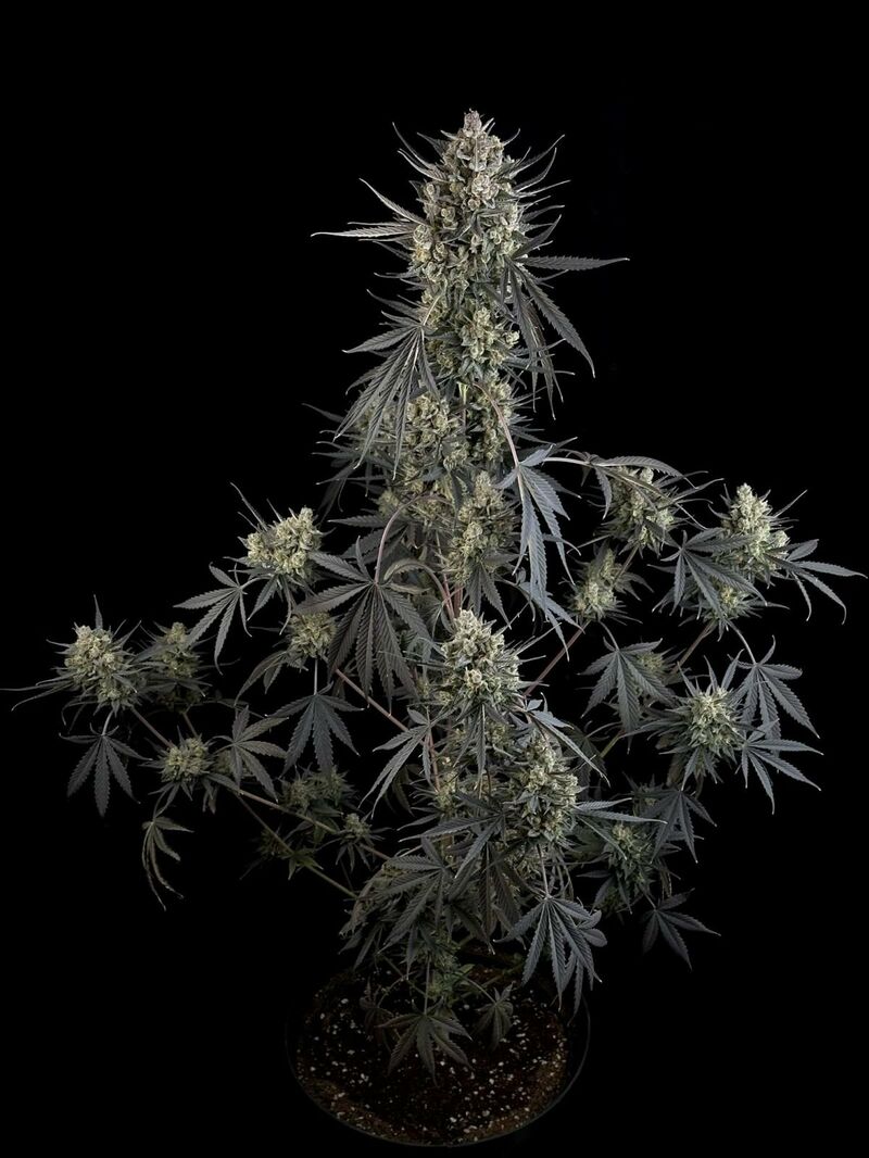 Pound Cake Auto, Фасовка: 1, изображение 3